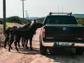 Stado osłów na drodze na Cyprze, gdzie obowiązuje ruch lewostronny. Jeden z osłów zagląda do pickupa Nissan Navara.