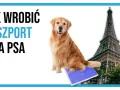 Jak wyrobić paszport dla psa? Krok po kroku, koszty, wymagania