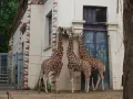 Trzy żyrafy jedzą siano przy budynku w kształcie egipskim. To może być największe zoo w Europie.