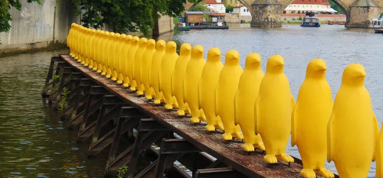 Żółte pingwiny na moście w Pradze to nietypowe atrakcje. Rząd żółtych, gumowych postaci na tle rzeki i mostu.