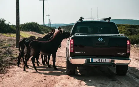 Stado osłów na drodze na Cyprze, gdzie obowiązuje ruch lewostronny. Jeden z osłów zagląda do pickupa Nissan Navara.