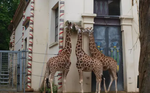Trzy żyrafy jedzą siano przy budynku w kształcie egipskim. To może być największe zoo w Europie.
