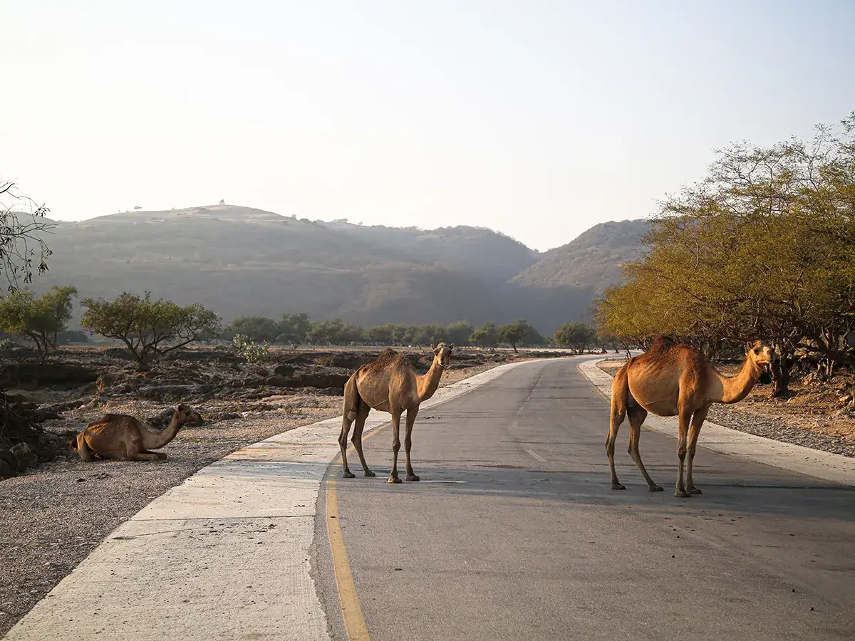 Wadi Oman, powodzie błyskawiczne, wielbłądy na drodze